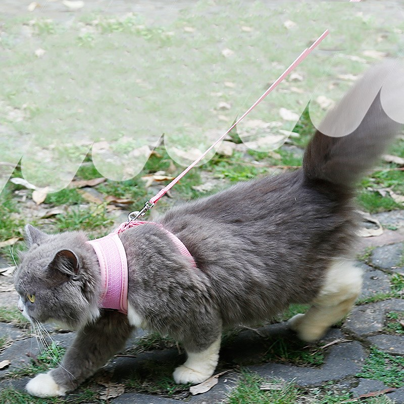 PACKCO No-Escape Mesh Harness — Cats & Small Dogs
