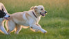PACKCO hero - dogs playing in a lush green meadow